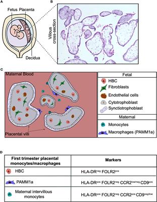 The Ontogeny and Function of Placental Macrophages